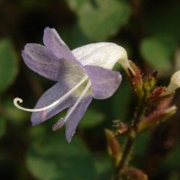 Strobilanthes diandra var. diandra (Nees) Alston